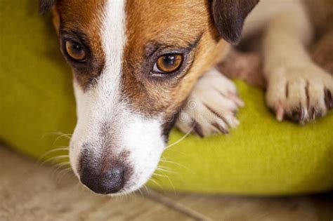 Close Up Of A Cute Jack Russell Terrier Lies On Its Paws Horizontal Stock Image Image Of Care