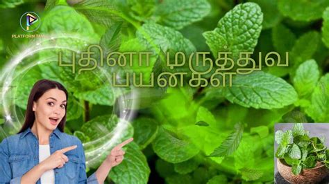 Mint Leaves Benefits புதினாவின் மருத்துவ பயன்கள் Platform Tamil