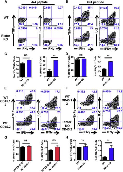 Rictor Deficiency Promotes Cellautonomous Il Production In Cd T