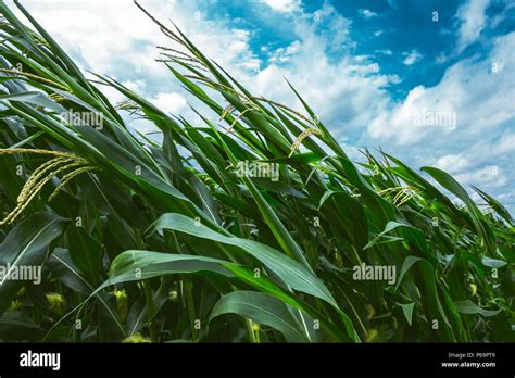 Strong Wind Blowing In The Corn Field And Bending Crop Plants Stock