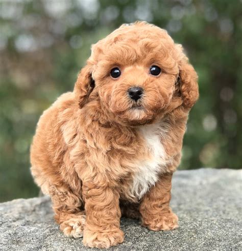 Teacup Poodle Full Grown Online