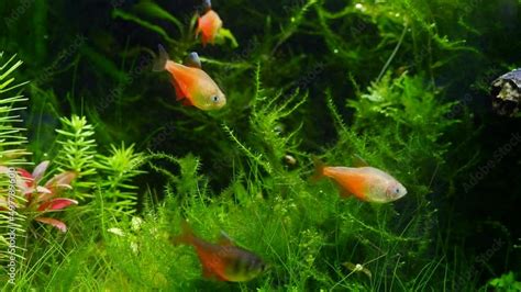 Vid O Stock Dwarf Tetra Fish Shoal In Dutch Planted Ryoboku Aquascape