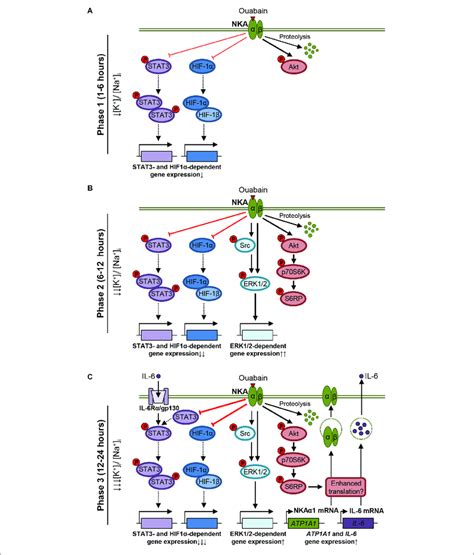 Overview Of Ouabain Effects In Cultured Human Skeletal Muscle Cells