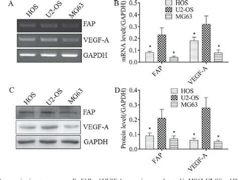 Figure From Fibroblast Activation Protein In Osteosarcoma Cells