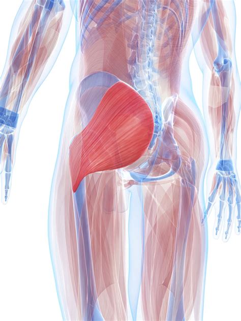 Gluteus Maximus: Anatomy, Function, and Treatment