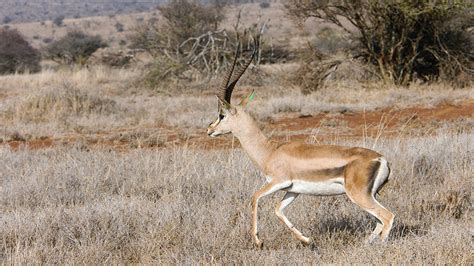 Mpala Live Field Guide Grants Gazelle Mpalalive