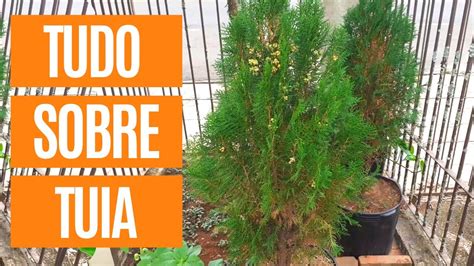 Dicas R Pidas Sobre A Tuia Tuia Compacta Tuia Oriental Thuja