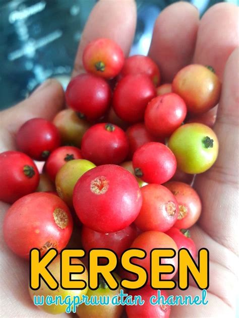 Kersen Buah Ajaib Untuk Kesehatan