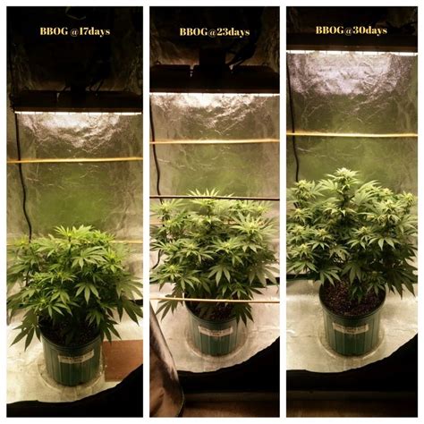 Hlg 135w V2 2x2 Grow Tent Thcfarmer