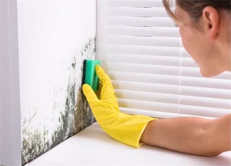 How Mold Can Affect Your Health Premier Clinic