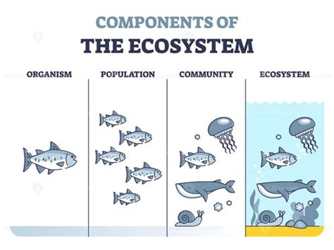 Components of ecosystem as organism, population and community outline diagram - VectorMine