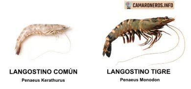 Diferencias Entre Camarones Gambas Y Langostinos