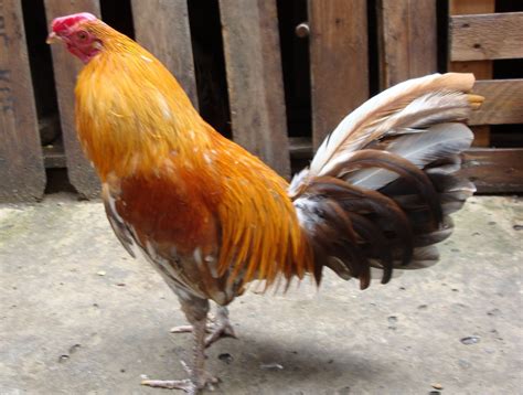 Gallos De Pelea Que Enviamos Por Encargo