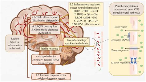 Frontiers Inflammation From Peripheral Organs To The Brain How Does