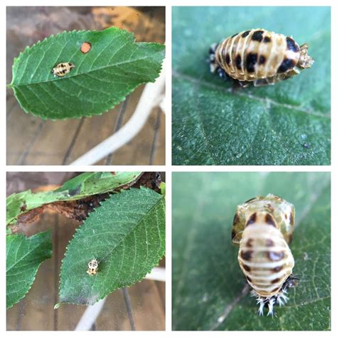 Found These Bugs On My Cherry Tree Any Idea What It Is And How Do I Get Rid Of It Whatsthisbug