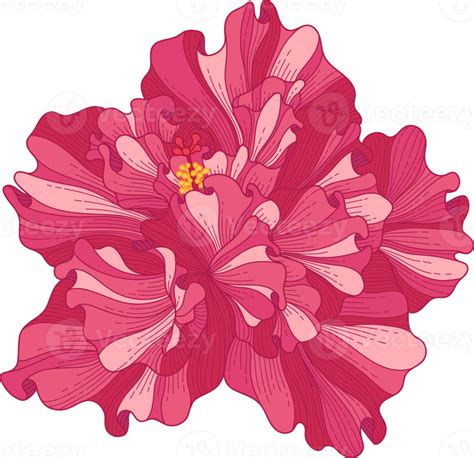 Hand Drawn Pink Hibiscus Tropical Flower 10173818 Png