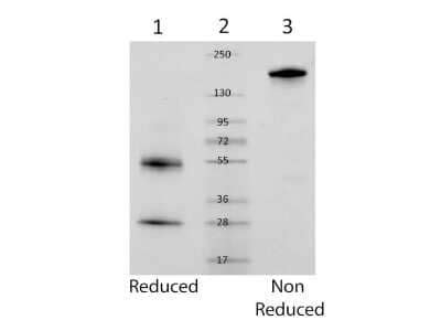 Mouse IgG Isotype Control (NBP1-97019): Novus Biologicals