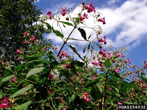 Himalayan Balsam | ISCMV