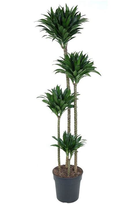 Dracaena Compacta Drakenbloedboom Cm Kopen Planten Nl