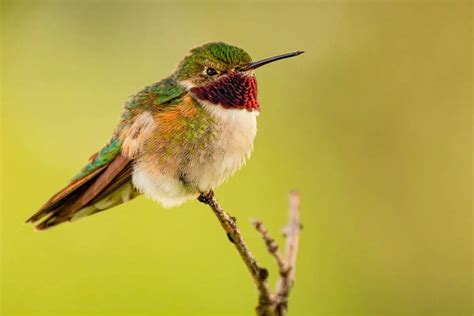 10 Broad-tailed Hummingbird Facts - Bird Feeder Hub