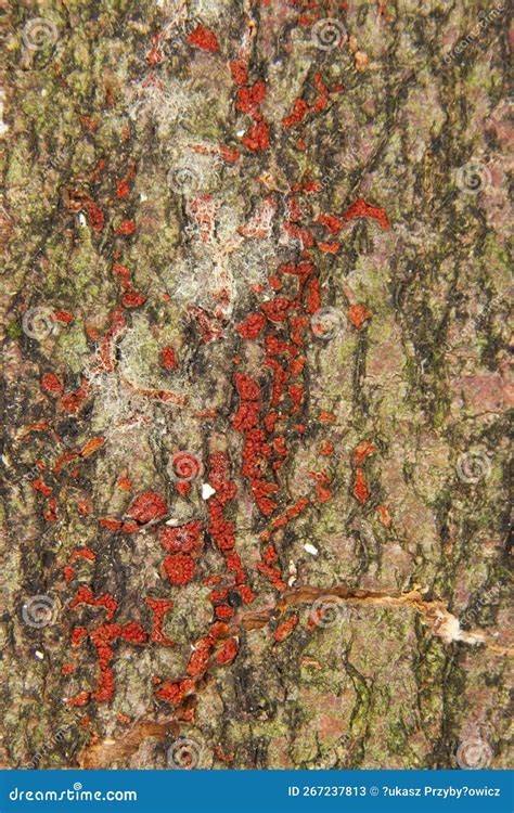 Coral Spot Nectria Cinnabarina Stock Image Image Of Perfect