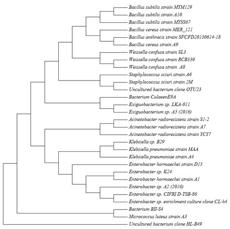 Phylogenetic Analysis Of Bacterial Taxa Found In Clinical Samples Of