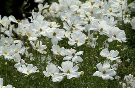 Cosmos Bipinnatus White Cosmos From George Didden Greenhouses Inc