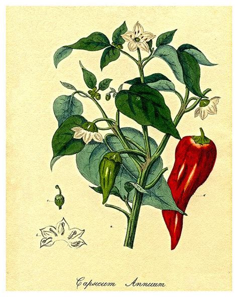 Botanical Art Peppers Print Garden Illustration Etsy Botanical