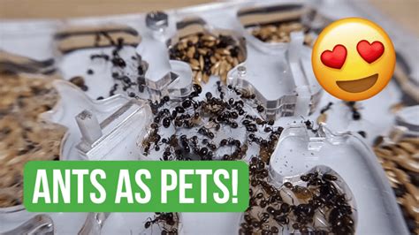 Why You Should Keep Ants As Pets! | BRUMA Ants