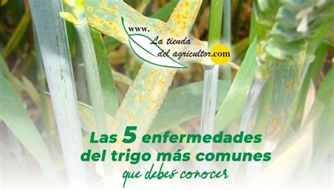 Las Cinco Enfermedades Del Trigo M S Comunes Que Debes Conocer Blog