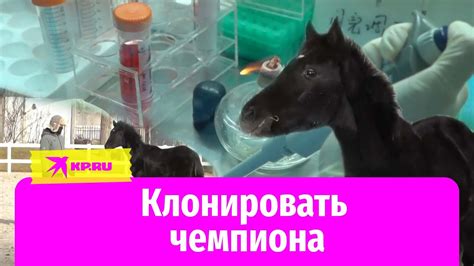В Китае клонировали коня-чемпиона скачек - YouTube