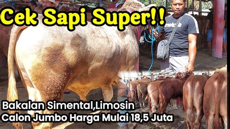 Sapi Super Bakalan Simental Dan Limosin Calon Jumbo Harga Mulai