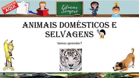 Animais Selvagens Ou Domésticos Vamos Aprender Youtube