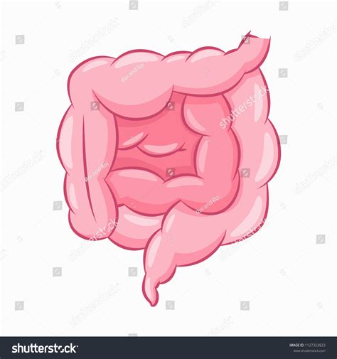 Human Intestine Vector Cartoon Illustration Gut Stock Vector Royalty Free 1127323823