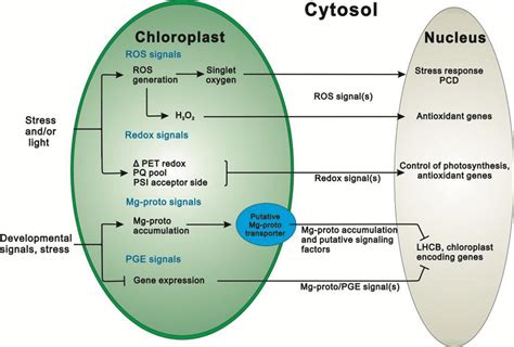 Retrograde Signalling Pathways From The Chloroplast To The Nucleus