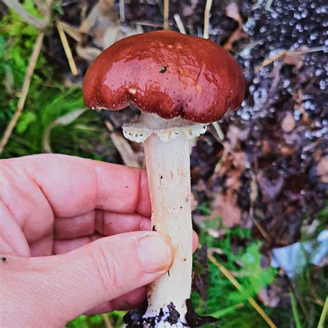 Red Wine Cap Mushroom Edu Svet Gob Gt