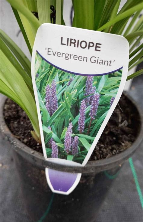 Liriope Evergreen Giant In 140mm Pot Canberra Nursery Garden Centre