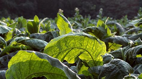 Вітчизняний фермер поділився досвідом вирощування тютюну — SuperAgronom.com