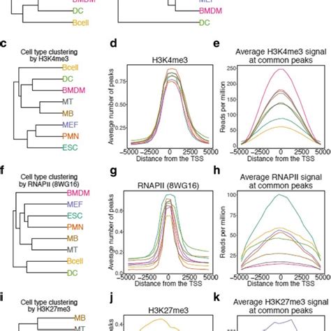 Transcription Factor Binding And Motif Enrichment Across The Clusters