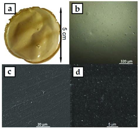 A Photograph B Clsm And C D Sem Micrographs Of Agnps In Hpmc