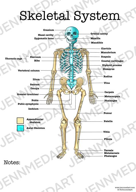 The Skeletal System Worksheet Ame My Id