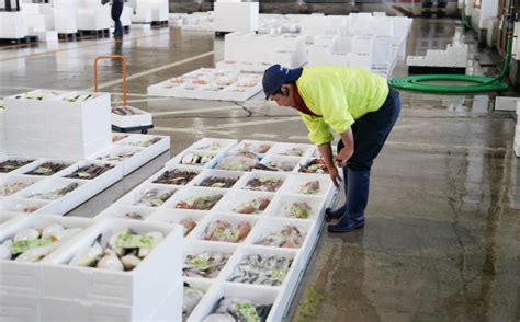 日本海直送 高級鮮魚ボックス 旬の魚詰め合せ 魚のプロが選んだ厳選魚 新潟 糸魚川 能生漁港から朝獲れ新鮮な魚をお届け 生 国産 天然 海鮮