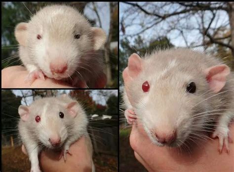 Pet Rat Types Colors And Breeds A Complete Guide Thepetfaq