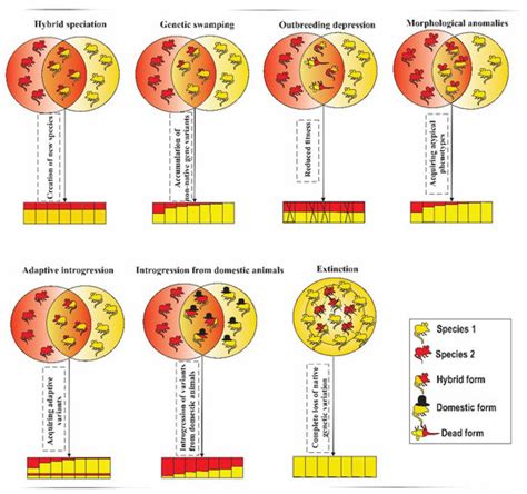 Genes Free Full Text Consequences Of Hybridization In Mammals A