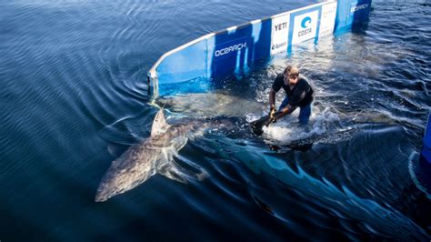 Episode 112: Shark Research w/Chris Fischer, Founder of OCEARCH - All Creatures Podcast