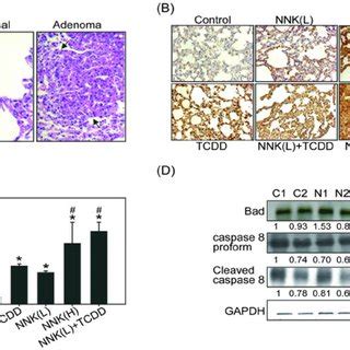 Tcdd Induced Cell Proliferation In Nnk Pretreated Mouse Lung Tissues