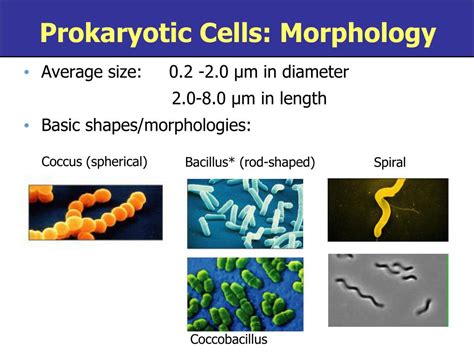 Ppt Chapter Functional Anatomy Of Prokaryotic And Eukaryotic Cells