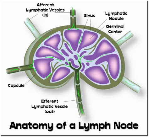 Structure Of A Lymph Node Partially Sectioned Diagram Biolog