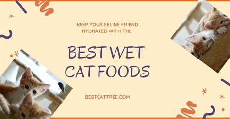 Top 10 Best Wet Cat Foods In Malaysia 2023 Recommended Atelier Yuwa