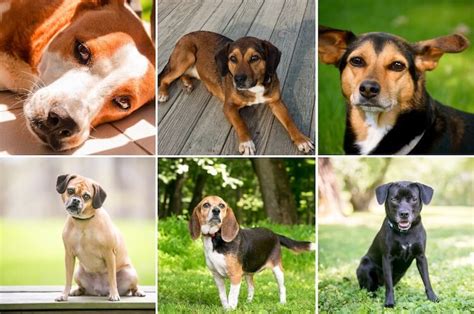beagle mix dogs  absolutely love   dogs